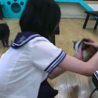 QQ女生头像 标签控