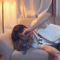 qq好看小狗的图片头像男生(18)