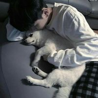 真猴子微信头像(2)