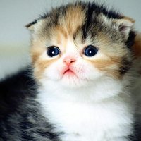 ЦèͷͼƬ(52)_WWW.AIGEXING.COM