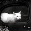 Ȼ֮èèQQͷ(13)_WWW.AIGEXING.COM