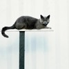 Ȼ֮èèQQͷ(10)_WWW.AIGEXING.COM