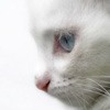 Ȼ֮èèQQͷ(6)_WWW.AIGEXING.COM