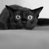 Ȼ֮èèQQͷ(9)_WWW.AIGEXING.COM