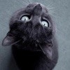 Ȼ֮èèQQͷ(16)_WWW.AIGEXING.COM