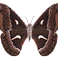 㶯̬΢ű(15)_WWW.AIGEXING.COM