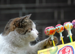 ⾳qq2015 
