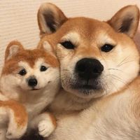 疯狂动物城朱迪头像微信
