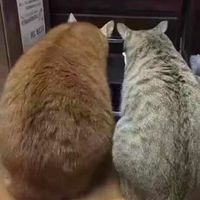 风格一样的情侣头像