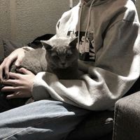 微信通讯录头像是灰色的(15)
