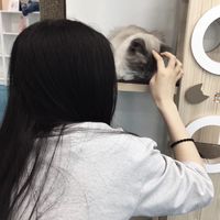 微信头像孔雀(18)