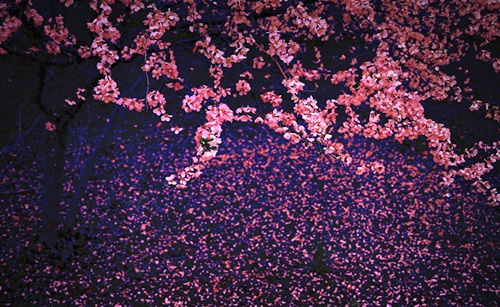 精彩两个字开头的网名