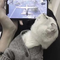 一奶猫一人的情侣头像(19)