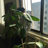 适合做微信头像的春天风景图片(20)