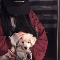 女生黄昏侧影头像(20)