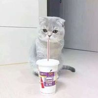 小猪佩奇情侣头像社会(8)