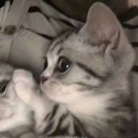 高调情侣头像单人的(10)