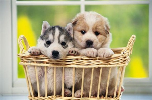 qq男生主播两字网名