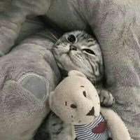 萌猫搞怪情侣头像(6)