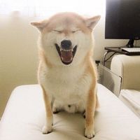 微信头像游戏