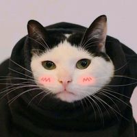 女孩和猫男孩和女孩情侣头像图片大全(7)
