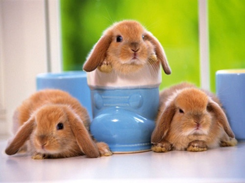 凉情凉心的网名