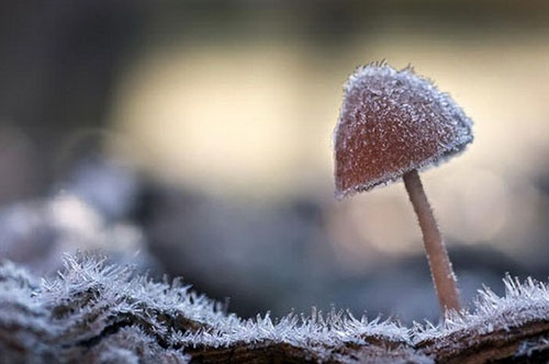 雪开头的三字网名女生网名