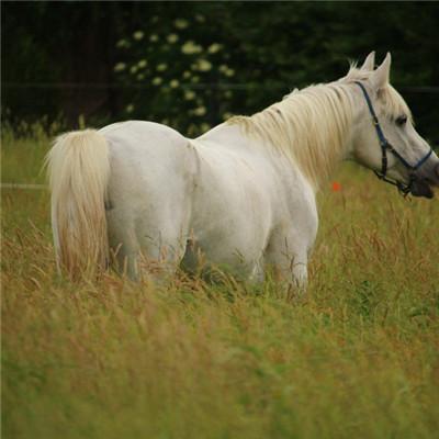 白马唯美头像俊美的白马图片