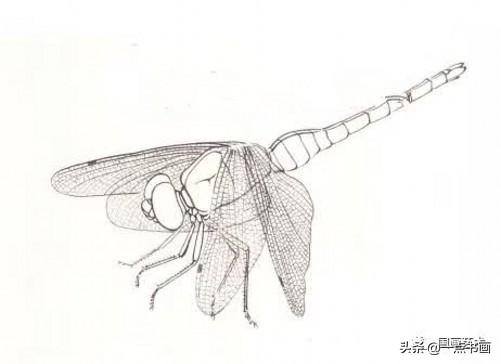 国画蜻蜓的画法步骤 图文（国画教程红蜻蜓的工笔画法步骤分解）
