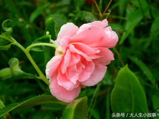 凤仙花适合和什么花在一起种（春天最美的草花莫过于凤仙花）(6)
