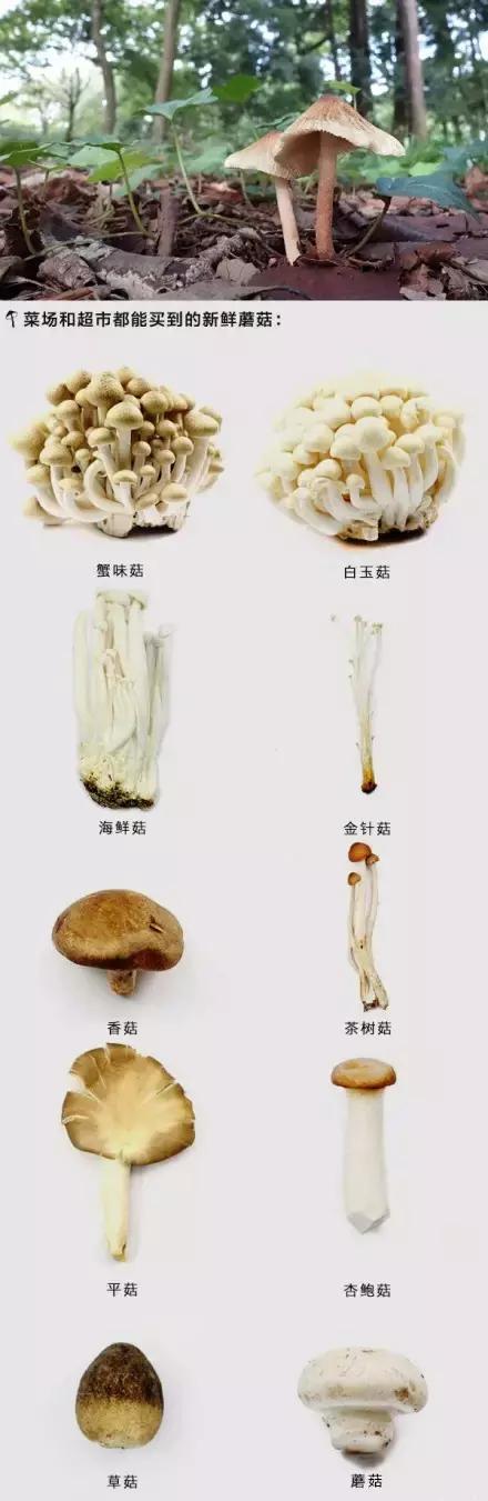 痛风不能吃菌类吗：那么多好吃的 菌类(2)