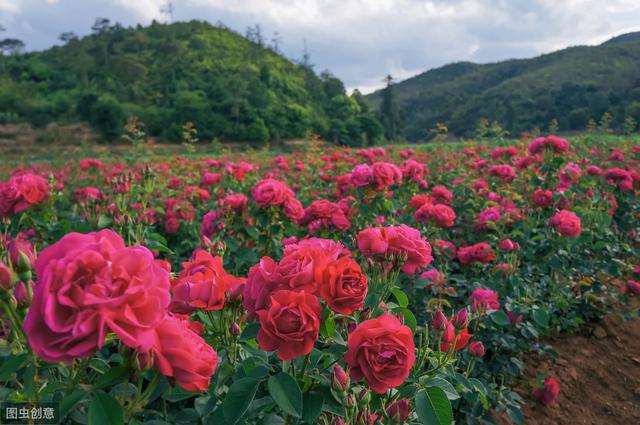 玫瑰花的种植栽培技术（玫瑰栽培技术要点）(5)