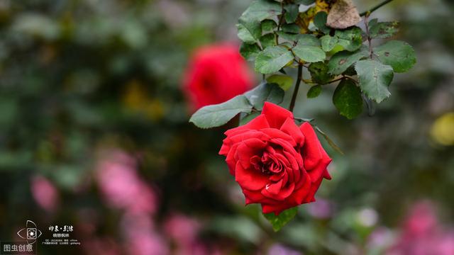 玫瑰花的种植栽培技术（玫瑰栽培技术要点）(6)
