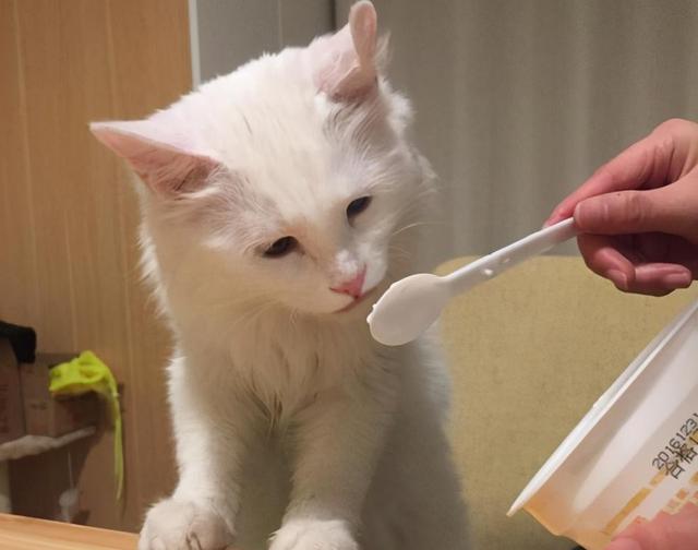 猫咪能吃酸奶有哪几种（猫咪可以喝酸奶吗）