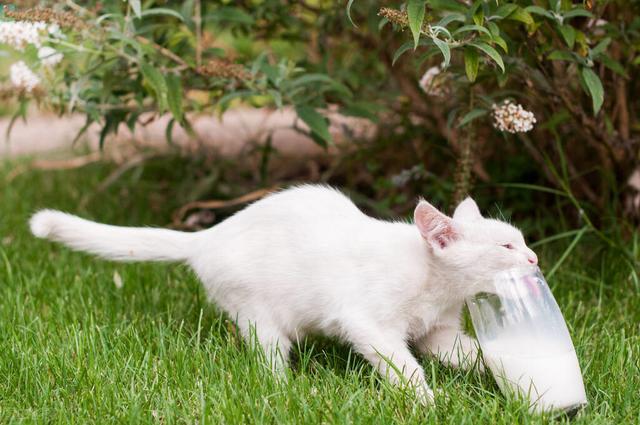 猫咪能吃酸奶有哪几种（猫咪可以喝酸奶吗）(5)