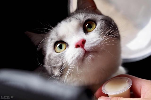 猫咪能吃酸奶有哪几种（猫咪可以喝酸奶吗）(3)