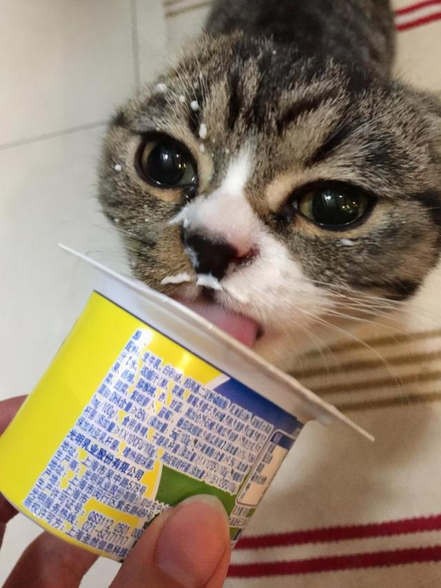 猫咪能吃酸奶有哪几种（猫咪可以喝酸奶吗）(4)