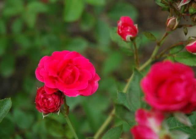 盆栽玫瑰如何种植（盆栽玫瑰怎么养）(3)