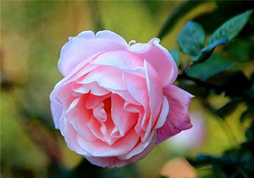盆栽玫瑰如何种植（盆栽玫瑰怎么养）(9)