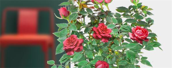 玫瑰种子的种植方法和时间（玫瑰种子怎么播种）(1)