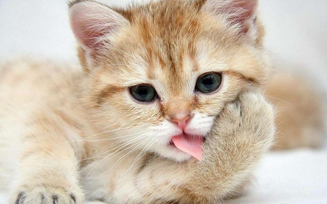 猫能长期喝酸奶吗（猫喝酸奶好吗我最后悔的事）(1)