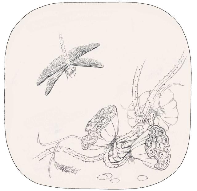 工笔画蜻蜓大全（蜻蜓的工笔画教程）(1)