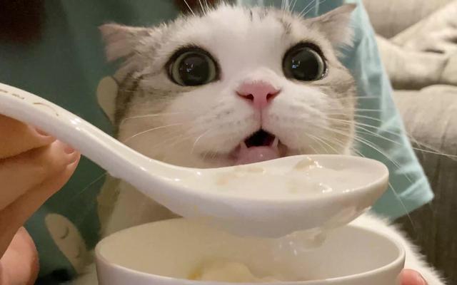 猫咪最爱吃的10种食物（这些食物对猫咪来说）(3)