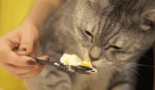 猫咪的食物和零食有哪些（这几种食物对猫咪来说）(1)