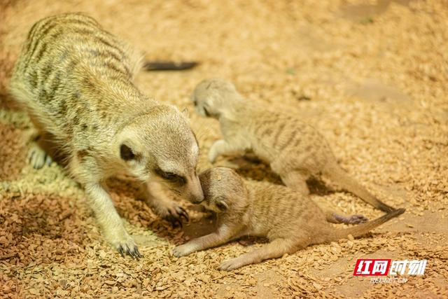 狐獴一年产几胎（长沙首例人工繁育狐獴双胞胎宝宝睁眼啦）(2)